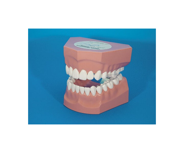 Zahnpflegemodell P3B-705